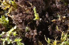 Attēlu rezultāti vaicājumam “Leptogium lichenoides”