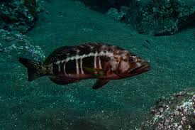 Image result for Serranus atricauda