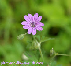 Attēlu rezultāti vaicājumam “Geranium pyrenaicum flower”