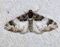 Attēlu rezultāti vaicājumam “Catarhoe cuculata”