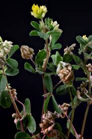 Attēlu rezultāti vaicājumam “Trifolium dubium fruit”