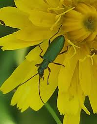 Attēlu rezultāti vaicājumam “Chrysanthia geniculata”