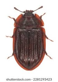 Attēlu rezultāti vaicājumam “Trogossitidae”