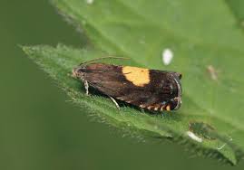 Attēlu rezultāti vaicājumam “Pammene rhediella”