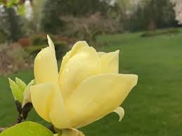Attēlu rezultāti vaicājumam “Magnolia acuminata flower”