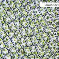 Attēlu rezultāti vaicājumam “Atrichum undulatum sporophyte”