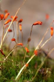 Attēlu rezultāti vaicājumam “Dicranella heteromalla”