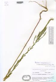 Attēlu rezultāti vaicājumam “Erysimum hieracifolium”