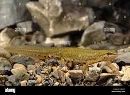 Attēlu rezultāti vaicājumam “Triturus vulgaris female”