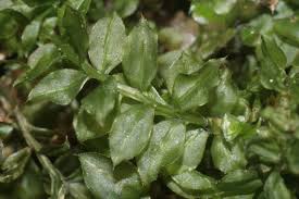 Attēlu rezultāti vaicājumam “Plagiomnium”