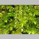 Attēlu rezultāti vaicājumam “Pseudotaxiphyllum elegans”