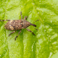 Attēlu rezultāti vaicājumam “Pissodes castaneus”