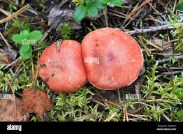 Attēlu rezultāti vaicājumam “Gomphidius roseus”