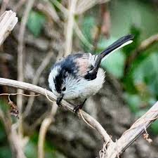 Attēlu rezultāti vaicājumam “Aegithalos caudatus adult”