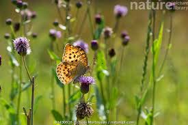 Attēlu rezultāti vaicājumam “Argynnis laodice”