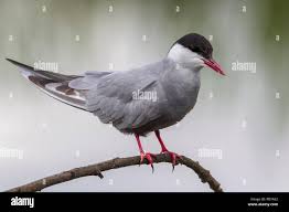 Attēlu rezultāti vaicājumam “Chlidonias hybrida”