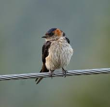 Image result for Cecropis daurica