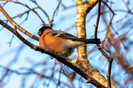 Attēlu rezultāti vaicājumam “Pyrrhula pyrrhula male”