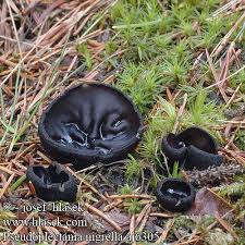 Attēlu rezultāti vaicājumam “Pseudoplectania nigrella”