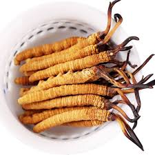 Attēlu rezultāti vaicājumam “Cordyceps”