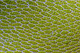 Attēlu rezultāti vaicājumam “Bryum capillare”