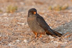 Image result for Falco vespertinus