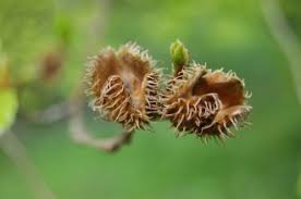 Attēlu rezultāti vaicājumam “Fagus sylvatica flower”