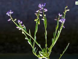 Attēlu rezultāti vaicājumam “Polygala vulgaris flower”