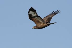 Image result for Pernis apivorus