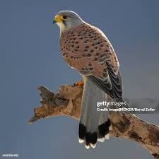 Attēlu rezultāti vaicājumam “Falco tinnunculus adult”