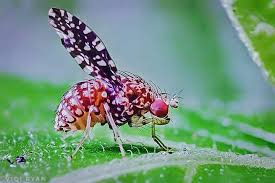 Attēlu rezultāti vaicājumam “Trypetoptera punctulata”