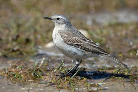 Image result for Anthus spinoletta