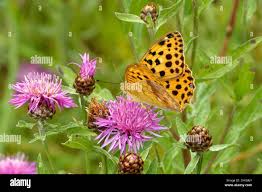 Attēlu rezultāti vaicājumam “Argynnis laodice”