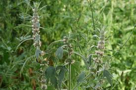 Attēlu rezultāti vaicājumam “Leonurus quinquelobatus flower”