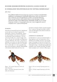 Attēlu rezultāti vaicājumam “Exoprosopa capucina”