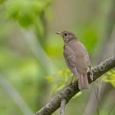 Image result for Catharus minimus