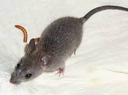 Attēlu rezultāti vaicājumam “Muridae”