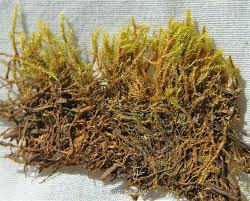 Attēlu rezultāti vaicājumam “Campylium stellatum”