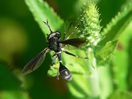 Attēlu rezultāti vaicājumam “Conopidae”