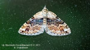 Attēlu rezultāti vaicājumam “Xanthorhoe quadrifasiata”