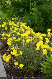 Attēlu rezultāti vaicājumam “Oenothera rubricauli”