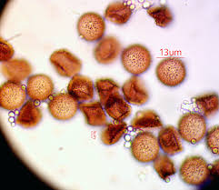 Attēlu rezultāti vaicājumam “Diderma crustaceum macro”