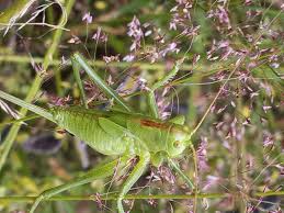 Attēlu rezultāti vaicājumam “Tettigonia cantans”