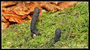 Attēlu rezultāti vaicājumam “Xylaria longipes”