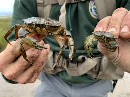 Image result for Carcinus maenas
