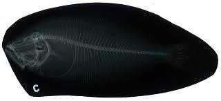 Image result for Paralichthys dentatus