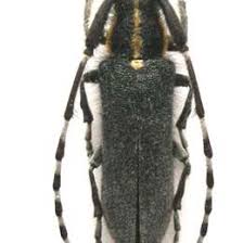 Attēlu rezultāti vaicājumam “Paracorymbia maculicornis imago”