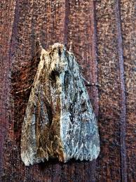 Attēlu rezultāti vaicājumam “Apamea monoglypha”