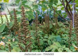 Attēlu rezultāti vaicājumam “Astilbe chinensis bud”