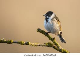 Attēlu rezultāti vaicājumam “Emberiza schoeniclus male”